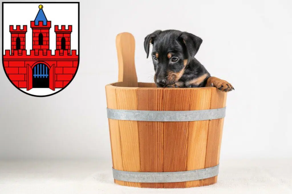 Zwergpinscher Züchter mit Welpen Köthen (Anhalt), Sachsen-Anhalt