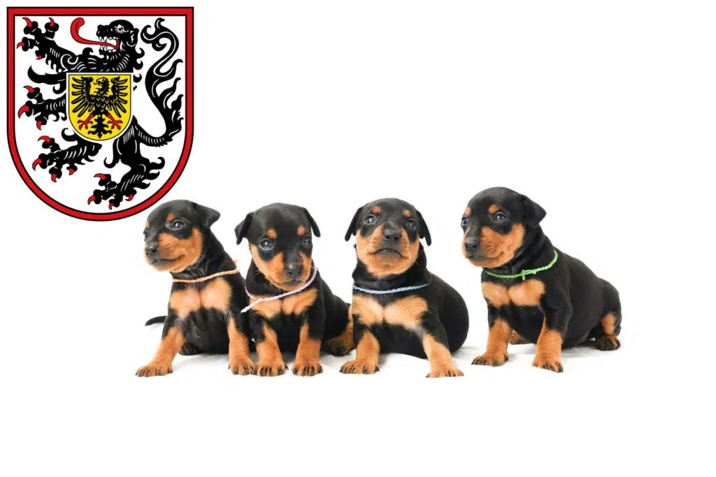 Zwergpinscher Züchter mit Welpen Landau in der Pfalz, Rheinland-Pfalz