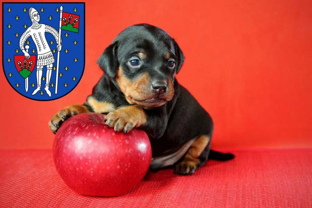 Zwergpinscher Züchter mit Welpen Lauterbach (Hessen), Hessen