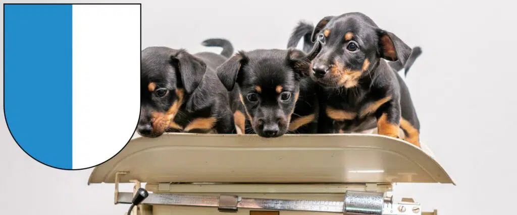 Zwergpinscher Züchter mit Welpen Luzern, Schweiz