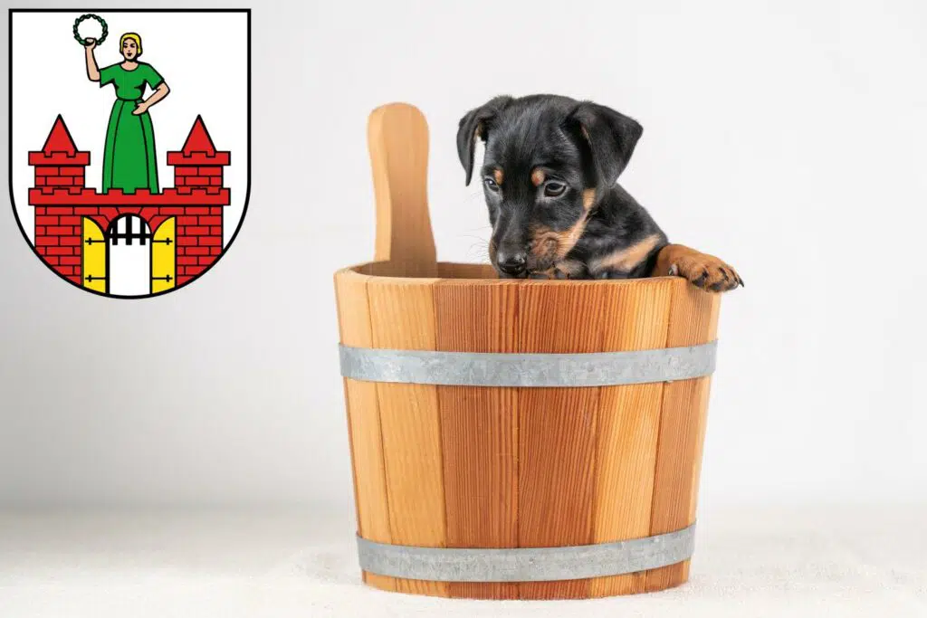 Zwergpinscher Züchter mit Welpen Magdeburg, Sachsen-Anhalt