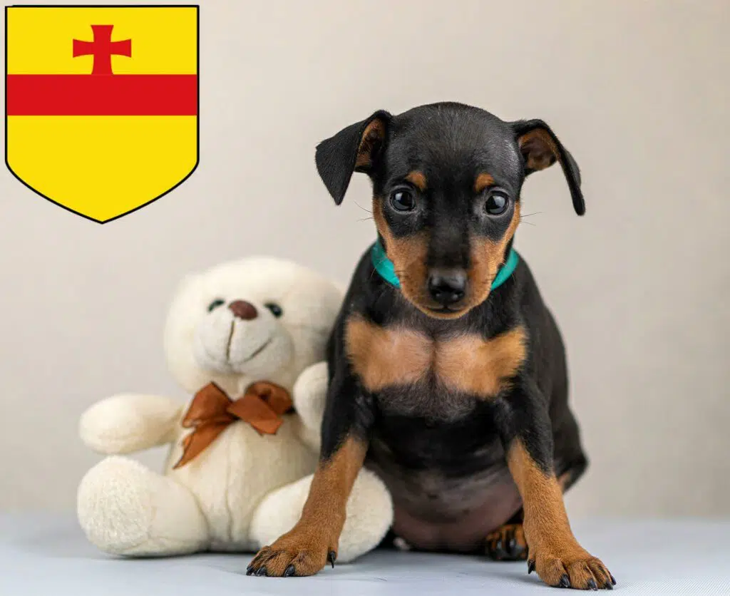 Zwergpinscher Züchter mit Welpen Meppen, Niedersachsen