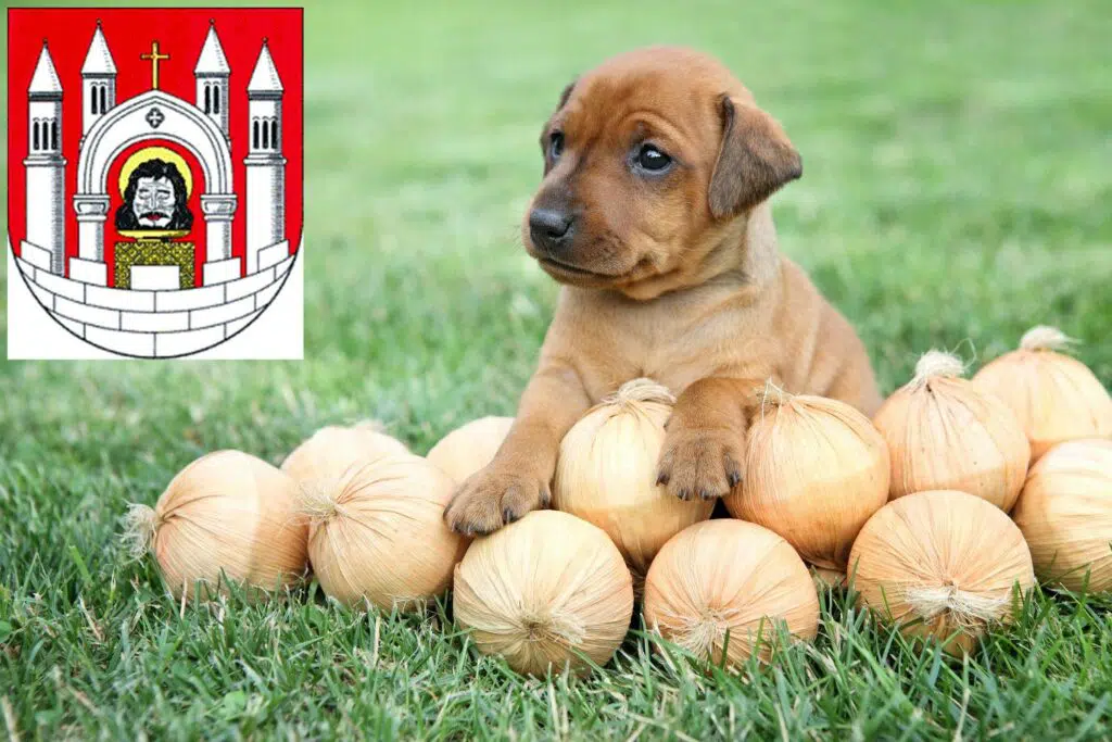 Zwergpinscher Züchter mit Welpen Merseburg, Sachsen-Anhalt