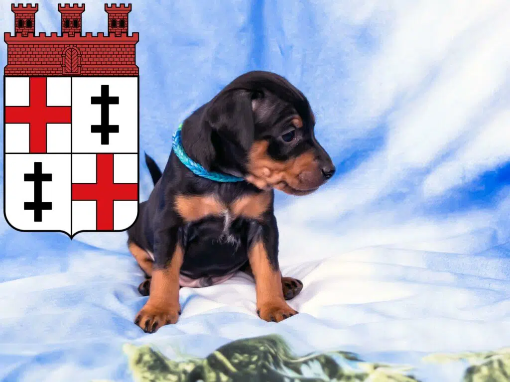 Zwergpinscher Züchter mit Welpen Merzig, Saarland