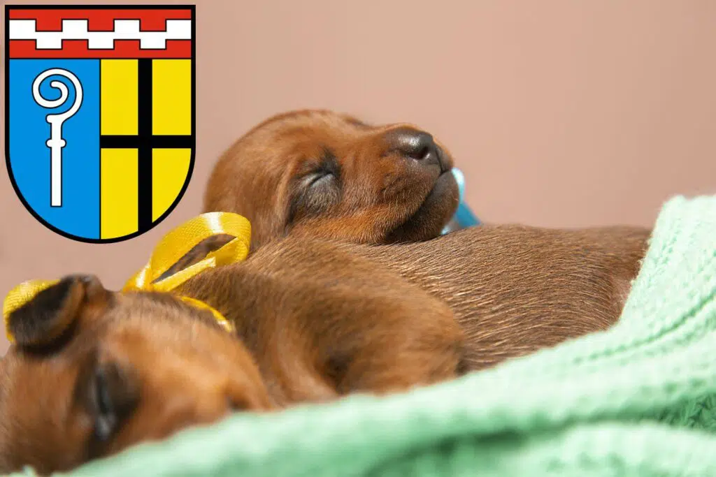 Zwergpinscher Züchter mit Welpen Mönchengladbach, Nordrhein-Westfalen