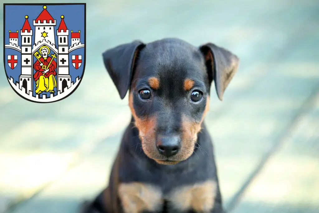 Zwergpinscher Züchter mit Welpen Montabaur, Rheinland-Pfalz