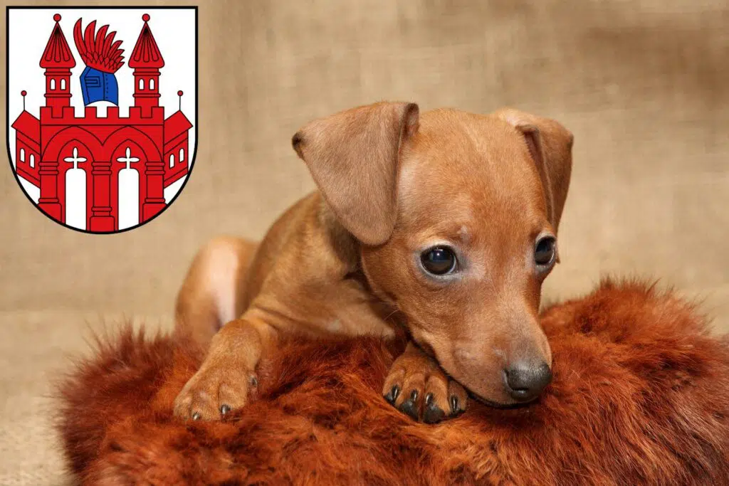 Zwergpinscher Züchter mit Welpen Neubrandenburg, Mecklenburg-Vorpommern