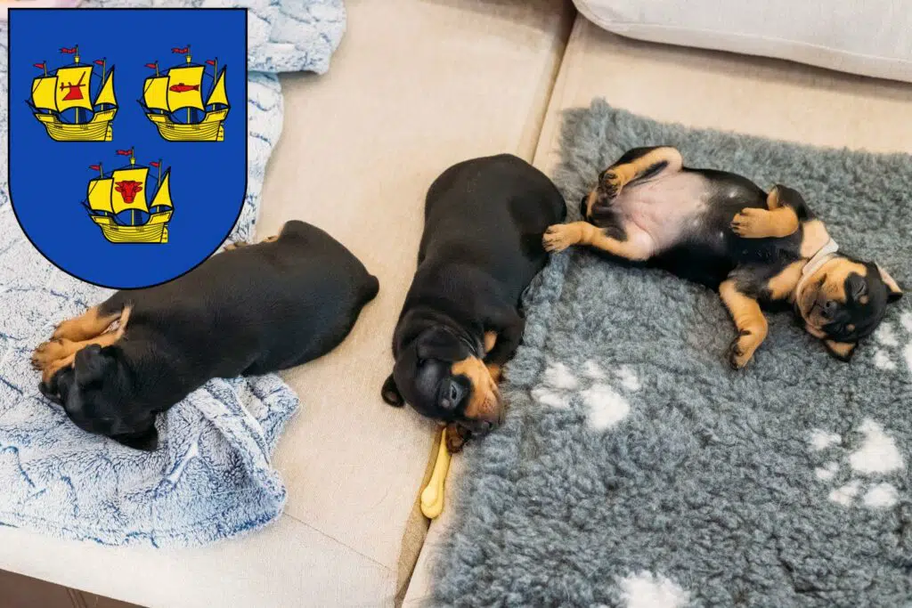 Zwergpinscher Züchter mit Welpen Nordfriesland, Schleswig-Holstein