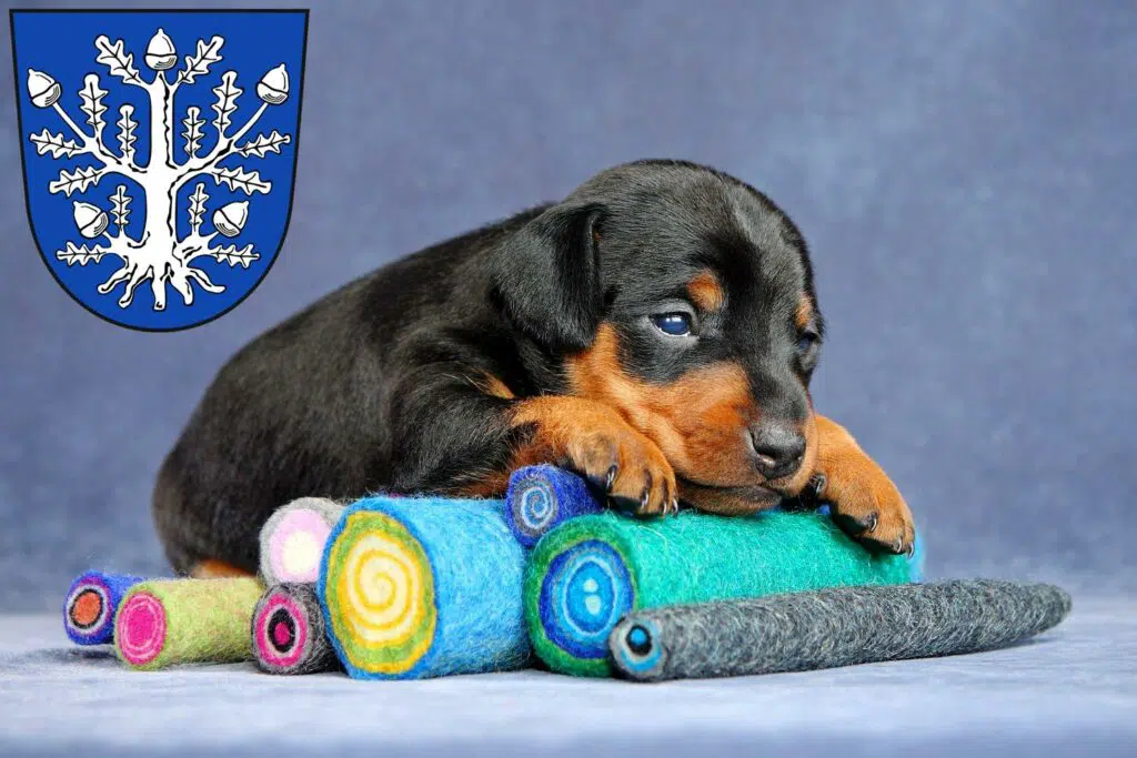 Zwergpinscher Züchter mit Welpen Offenbach am Main, Hessen