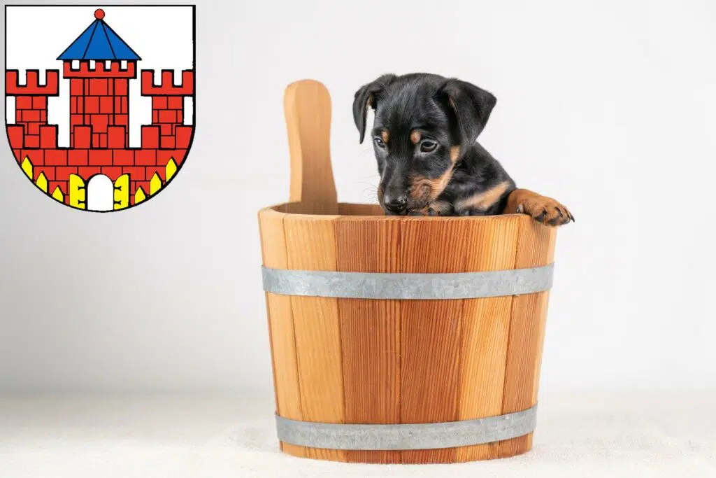 Zwergpinscher Züchter mit Welpen Ratzeburg, Schleswig-Holstein