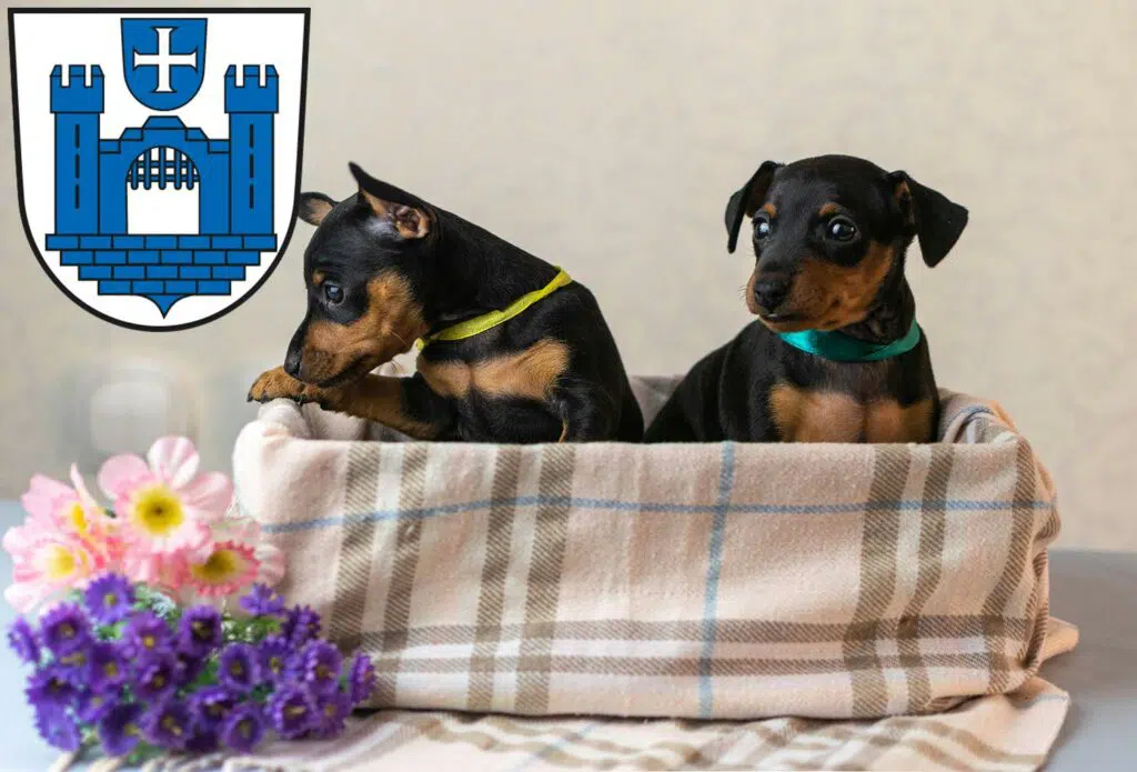 Zwergpinscher Züchter mit Welpen Ravensburg, Baden-Württemberg