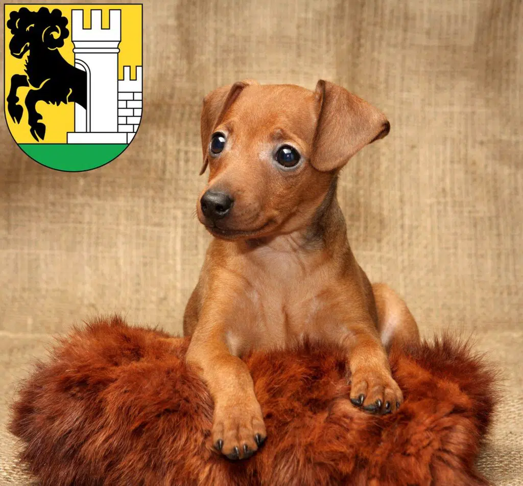 Zwergpinscher Züchter mit Welpen Schaffhausen, Schweiz