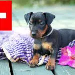 Zwergpinscher Züchter und Welpen in der Schweiz