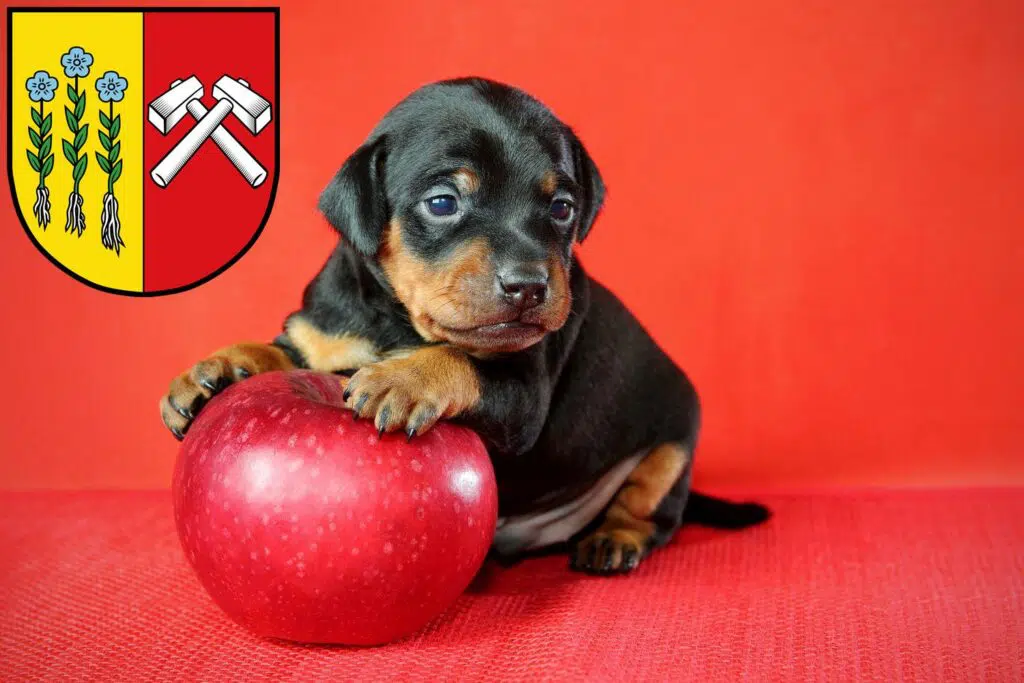 Zwergpinscher Züchter mit Welpen Sonthofen, Bayern