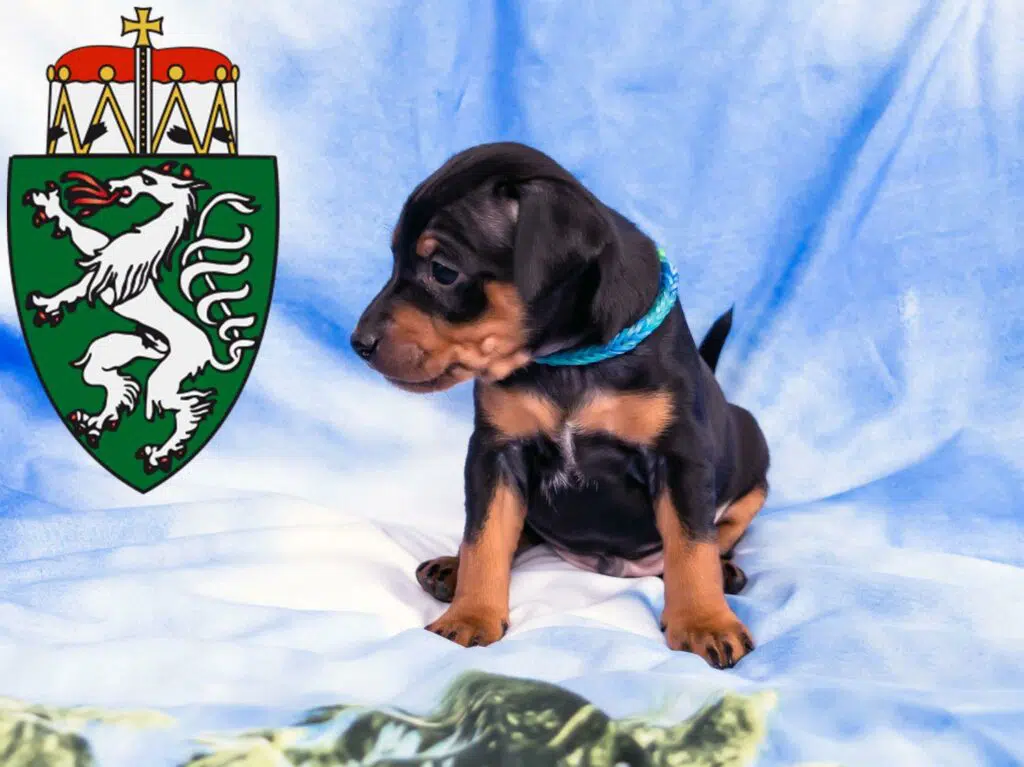 Zwergpinscher Züchter mit Welpen Steiermark, Österreich