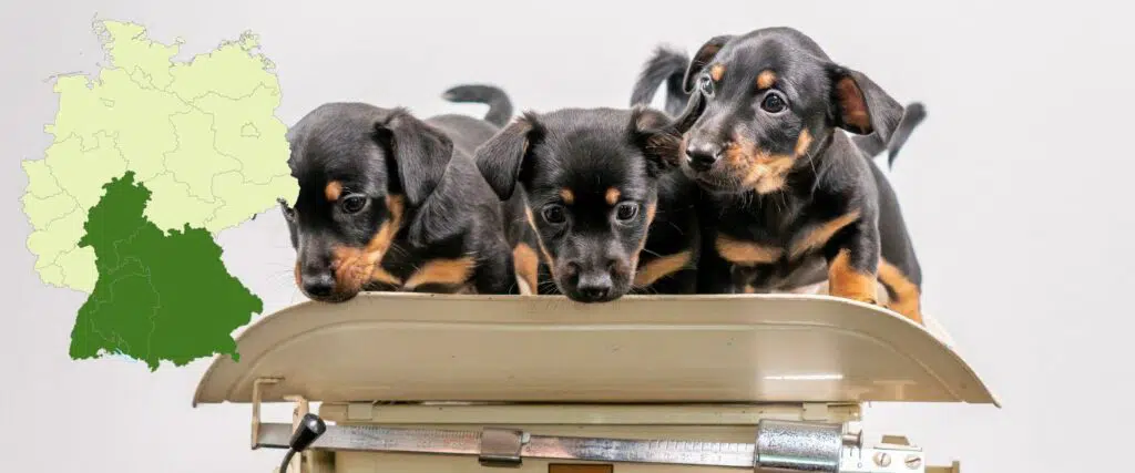 Zwergpinscher Züchter mit Welpen Süddeutschland, Baden-Württemberg