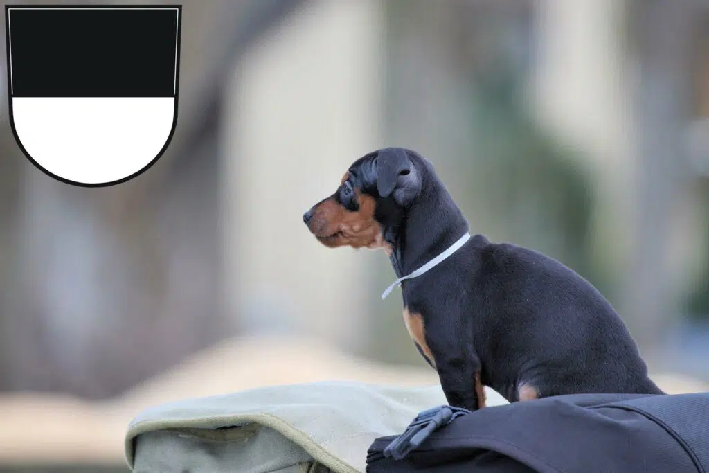 Zwergpinscher Züchter mit Welpen Ulm, Baden-Württemberg