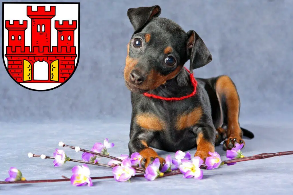 Zwergpinscher Züchter mit Welpen Weilheim in Oberbayern, Bayern