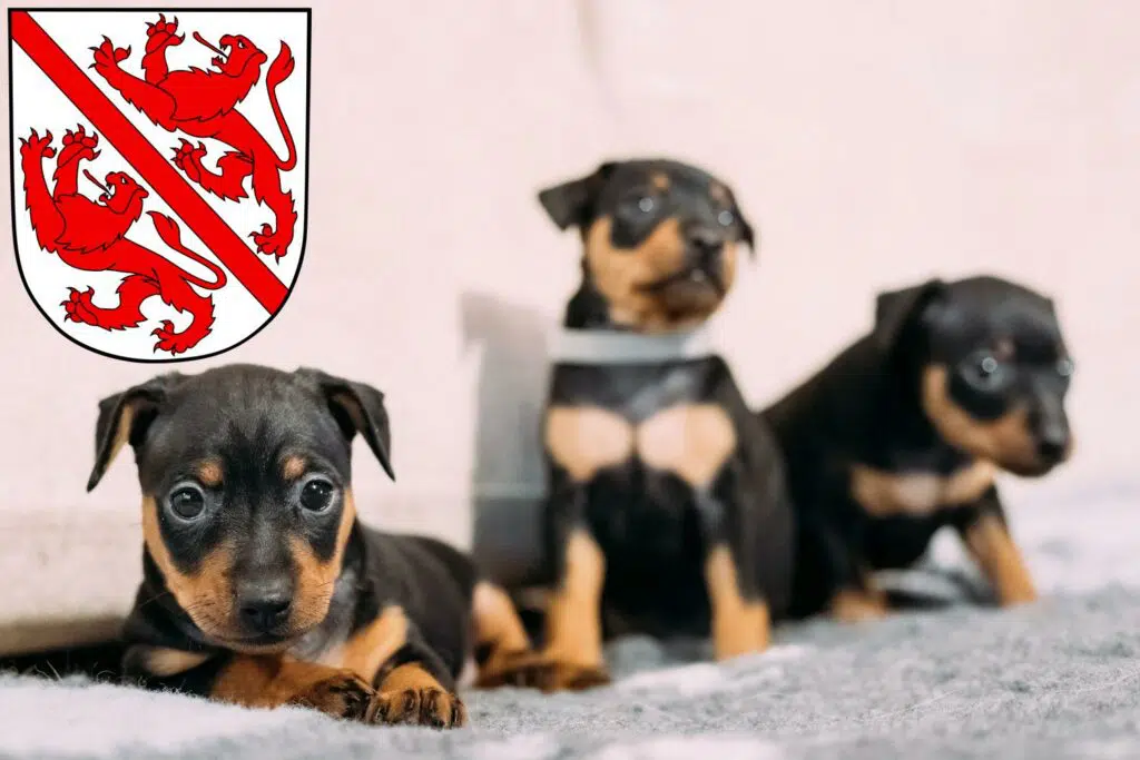 Zwergpinscher Züchter mit Welpen Winterthur, Schweiz