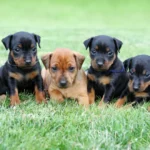 Zwergpinscher Welpen Anzeigen