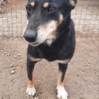 Pinscher-Mix-Hündin MAJA -- sucht noch (Stand: 15.01.25)