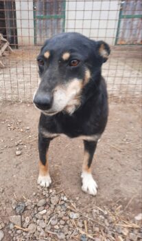 Pinscher-Mix-Hündin MAJA -- Sucht noch (Stand: 05/2024)