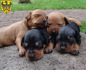 Mehr über den Artikel erfahren Zwergpinscher Züchter und Welpen in Aachen