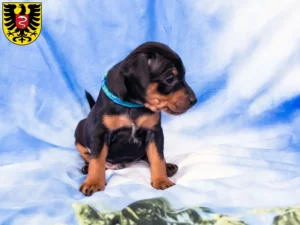 Mehr über den Artikel erfahren Zwergpinscher Züchter und Welpen in Aalen
