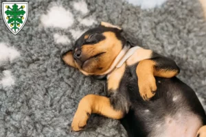 Mehr über den Artikel erfahren Zwergpinscher Züchter und Welpen in Aichach