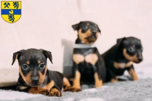 Mehr über den Artikel erfahren Zwergpinscher Züchter und Welpen in Alsdorf