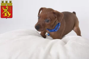 Mehr über den Artikel erfahren Zwergpinscher Züchter und Welpen in Altenkirchen (Westerwald)