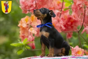 Mehr über den Artikel erfahren Zwergpinscher Züchter und Welpen in Altötting