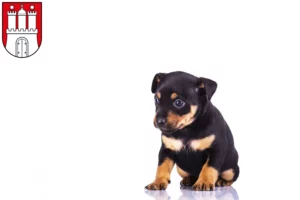 Mehr über den Artikel erfahren Zwergpinscher Züchter und Welpen in Altona