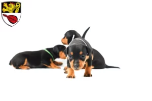 Mehr über den Artikel erfahren Zwergpinscher Züchter und Welpen in Alzey