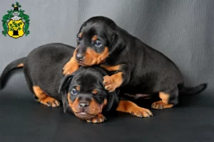 Mehr über den Artikel erfahren Zwergpinscher Züchter und Welpen in Apolda