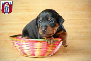 Mehr über den Artikel erfahren Zwergpinscher Züchter und Welpen in Aschaffenburg