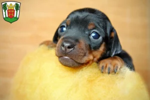 Mehr über den Artikel erfahren Zwergpinscher Züchter und Welpen in Aurich