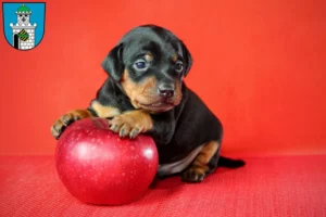 Mehr über den Artikel erfahren Zwergpinscher Züchter und Welpen in Bad Belzig