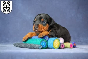 Mehr über den Artikel erfahren Zwergpinscher Züchter und Welpen in Bad Dürkheim