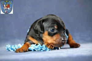 Mehr über den Artikel erfahren Zwergpinscher Züchter und Welpen in Bad Ems