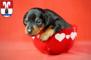 Mehr über den Artikel erfahren Zwergpinscher Züchter und Welpen in Bad Fallingbostel