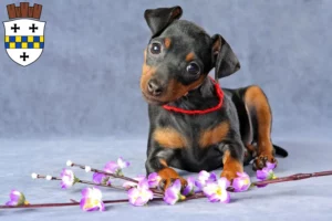 Mehr über den Artikel erfahren Zwergpinscher Züchter und Welpen in Bad Kreuznach