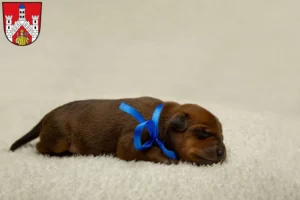 Mehr über den Artikel erfahren Zwergpinscher Züchter und Welpen in Bad Neustadt an der Saale