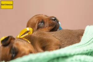 Mehr über den Artikel erfahren Zwergpinscher Züchter und Welpen in Bad Oldesloe