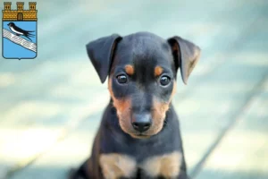 Mehr über den Artikel erfahren Zwergpinscher Züchter und Welpen in Bad Schwalbach