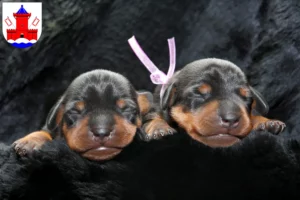 Mehr über den Artikel erfahren Zwergpinscher Züchter und Welpen in Bad Segeberg