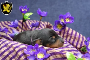 Mehr über den Artikel erfahren Zwergpinscher Züchter und Welpen in Bad Tölz