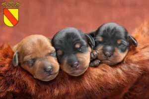 Mehr über den Artikel erfahren Zwergpinscher Züchter und Welpen in Baden-Baden