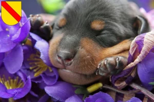 Mehr über den Artikel erfahren Zwergpinscher Züchter und Welpen in Baden