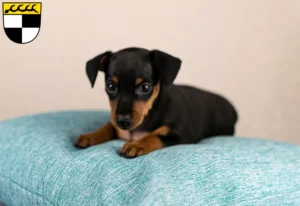 Mehr über den Artikel erfahren Zwergpinscher Züchter und Welpen in Balingen